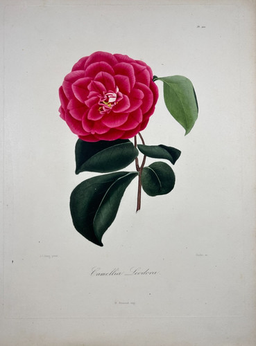 Berlèse j giovane - /,