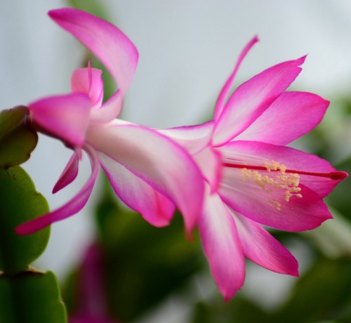 Schlumbergera fucsia - schlumbergera,