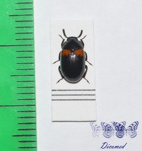 Coleoptera tenebrionidae - coleoptera,