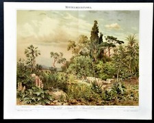 1897 OLD PRINT:FLORA