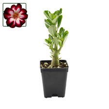 Adenium obesum super star - cv, "super
