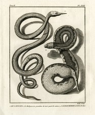 Stampa antica-LANGAHA-TRONCO