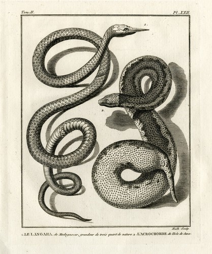 Stampa antica langaha - stampa, antica-langaha-tronco