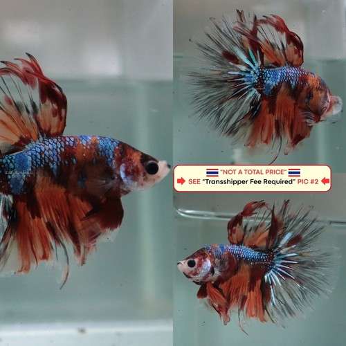Live betta fish - betta, (thailandia)