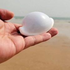 1X Naturale Conchiglia Shell