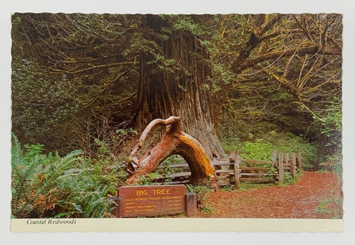 Cartolina big tree coastal - cartolina,