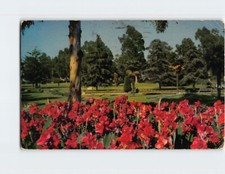 Postcard Huge Bed of Red