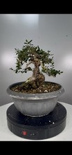 Bonsai Di Olivastro Yamadori