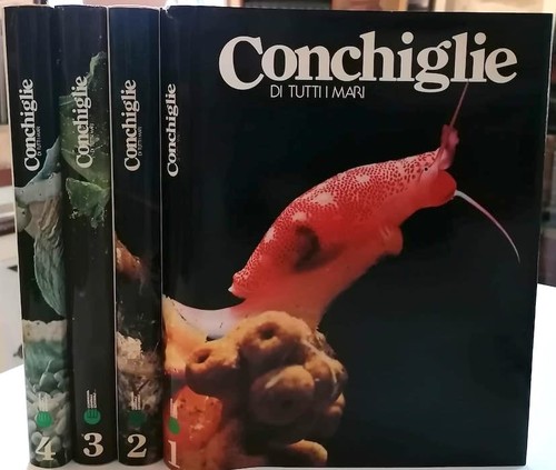 Conchiglie tutti mari - di,