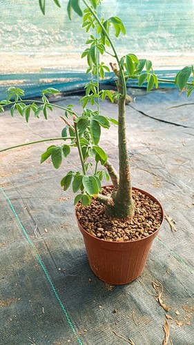 Adenia glauca big size