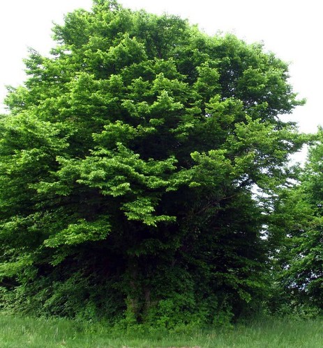 Carpinus betulus carpino - betulus,