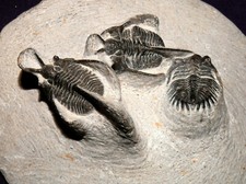Trilobite su matrice, 2