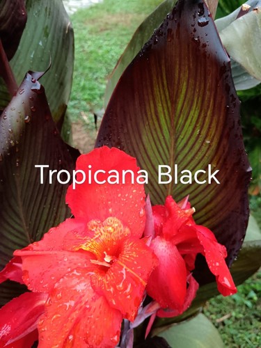 Pianta canna tropicana black - canna,
