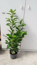 PIANTA DI PRUNUS LAUROCERASUS " LAUROCERASO " V.18 ALTEZZA 60/70 CM (foto reali)