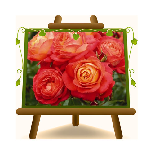 Rose nostalgiche floribunda - rose,