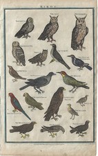 Stampa antica UCCELLI NOTTURNI