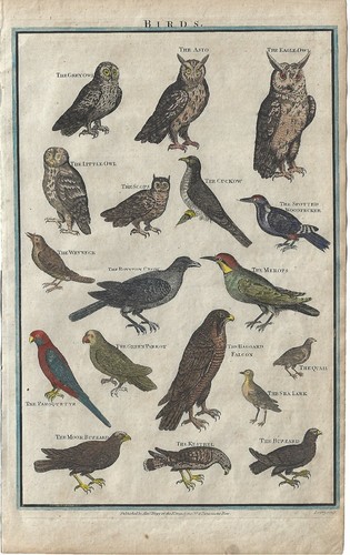 Stampa antica uccelli notturni - stampa,