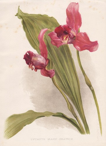 Lycaste mary grantrix - mary, orchidea