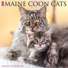 Maine Coon Cats 2026 12 X 12