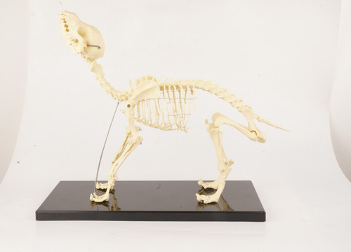 Anatomia veterinaria cane - , osso