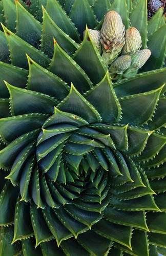Aloe polyphylla a - aloe,