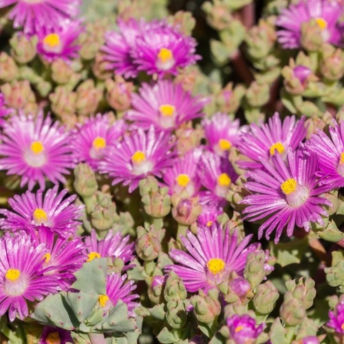 Pianta mesembryanthemum - mesembryanthemum, o