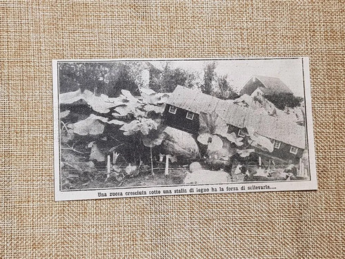 Miracoloso terreno di - il,