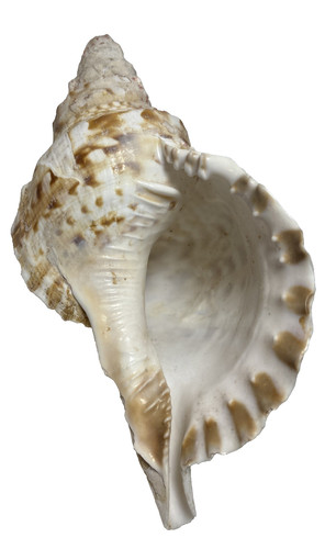 Tromba tritone grande - tromba,