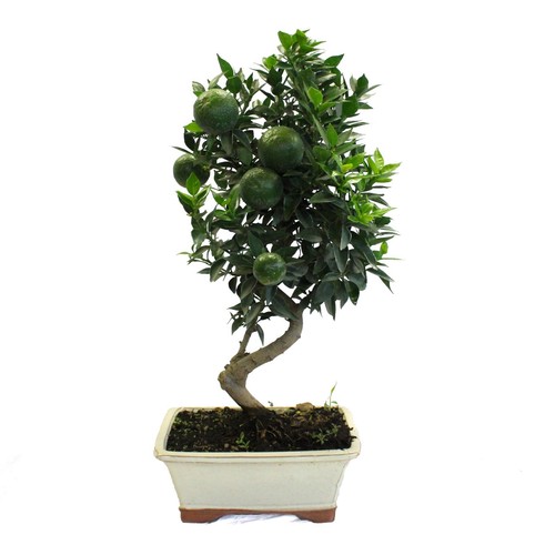 Bonsai citrus myrtifolia - bonsai,