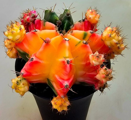 Cactus potente fantasia - potente,