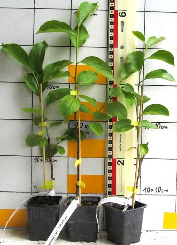 Diospyros kaki hana furu - "hana,
