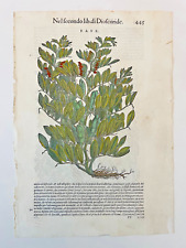 MATTIOLI Xilografia 1500 Botanica Erbario Piante "FAVE"