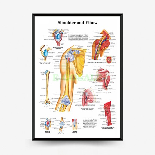 Poster anatomia muscolo osso