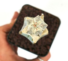 Astrophytum cv ONZUKA TIGER E78