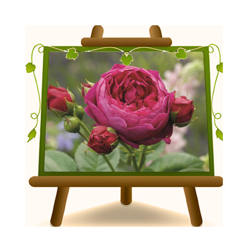 Rose nostalgiche ascot fiore - nostalgiche,