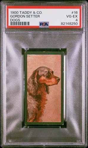 Gordon setter 1900 taddy co - 1900,