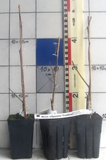 Morus kag "Fruitless" - gelso