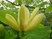 Pianta di Magnolia x brookynensis “Yellow Bird” fiore giallo foto reali H 70cm