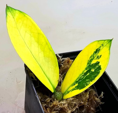 Zamioculcas zamiifolia aurea - zamioculcas,