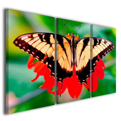 Quadri animali butterfly - quadri,
