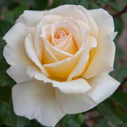 Pianta rosa christophe - di,