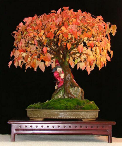 Acer ginnala amur maple - amur, 10