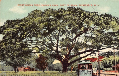 Trinidad gigante saman albero - trinidad,