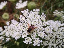 500+ semi carota selvatica