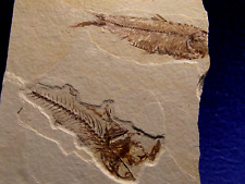 PESCi FOSSILi  KNIGHTIA