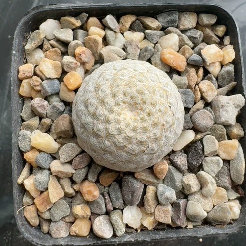 Pianta cactus succulenta 2 - cactus,