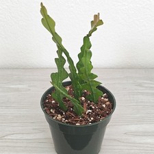 Cactus Plant - Epiphyllum