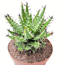 Aloe Erinacea vaso Ø10 cm -