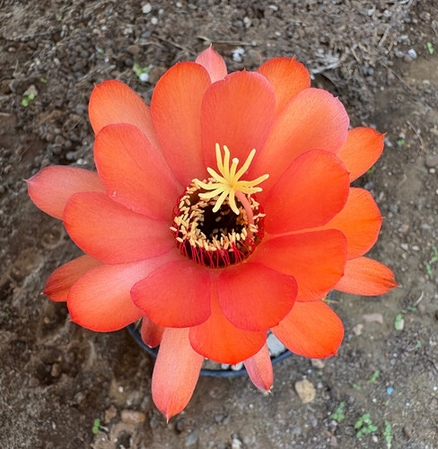 Cereus huascha cactus - huascha,