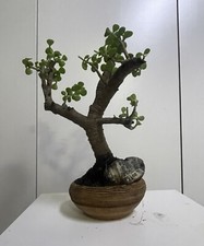 Pianta Bonsai Portulacaria Afra